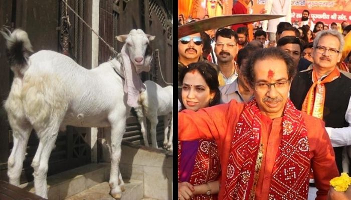 No concept of symbolic Qurbani in Islam’: Muslim Congress leaders lash out at ‘secular’ Uddhav Thackeray ahead of Bakra Eid