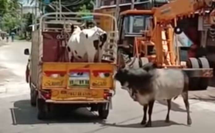 A touching video of a bull trying to stop the vehicle transporting cow has been doing rounds on internet