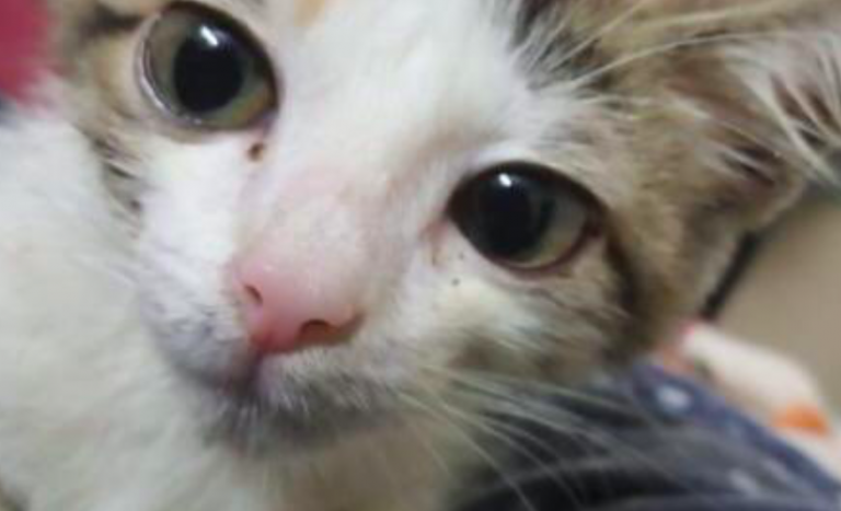 Pakistan: Kitten allegedly raped by 7 boys for over a week, dies due to multiple organ failure