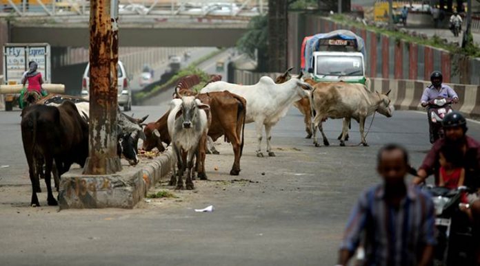 Chhattisgarh: 40 cows suffocate to death in Bilaspur, 20 rescued