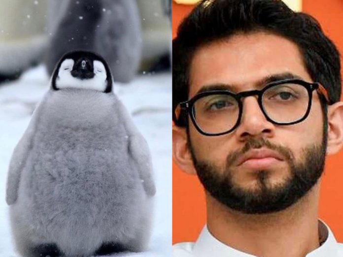 Man booked for calling Aaditya Thackeray Bbay Penguin