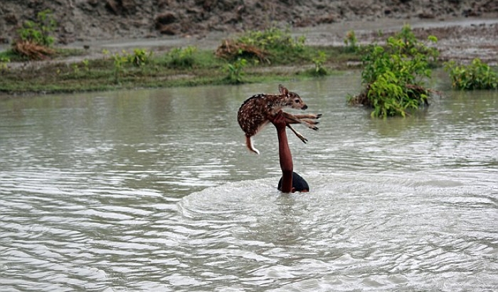 Fact Check: 6-years-old images of a Bangladeshi boy saving a young fawn from drowning being passed off as a recent one from Assam floods