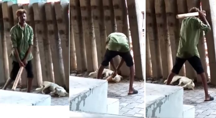 drunk man stray dog