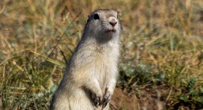 Cases of suspected Bubonic plague emerge in China's Inner Mongolia