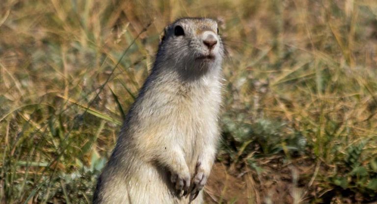 China’s Inner Mongolia reports suspected cases of bubonic plague: Here is all you need to know about ‘Black Death’ plague