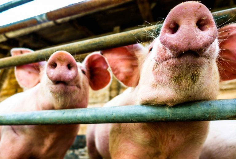 Uttar Pradesh: Dalit family gets beaten up by Muslims after pigs reared by former enters their house