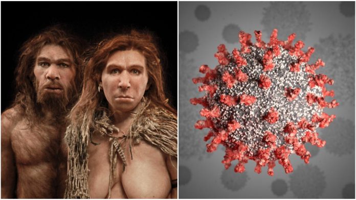 Genome segment inherited from interbreeding with neanderthals linked with higher coronavirus risk, says study