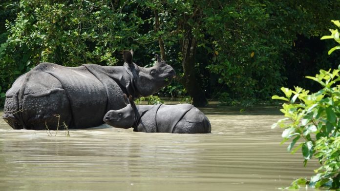 Rhino at Kaziranga