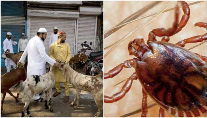 Pakistan's NIH issues CCHF advisory ahead of Eid, says tick-borne viral disease can be deadly