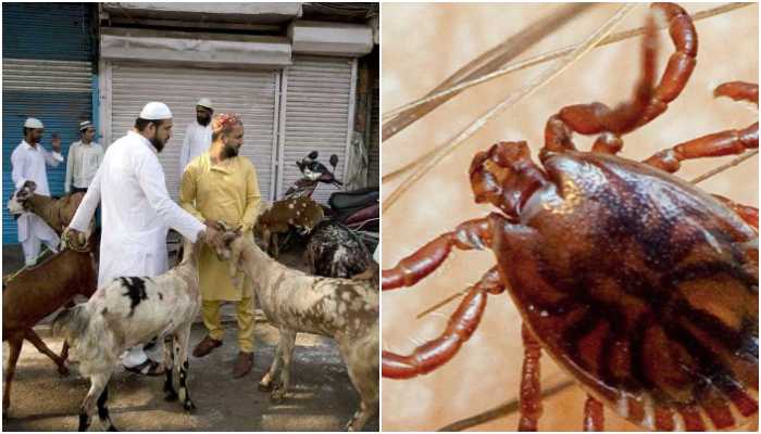 Pakistan fears new virus spread due to human-animal contact during Bakra Eid, India was infected earlier too