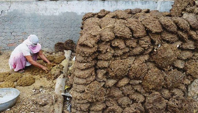 Chattisgarh: 100 kg Cow dung stolen in Koriya by locals