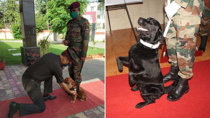 PM Modi mentions Indian army dogs Sophie, Vida in Maan ki Baat address