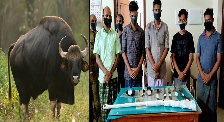Kerala: Poachers kill pregnant wild buffalo, cut open the mother for the meat of the foetus