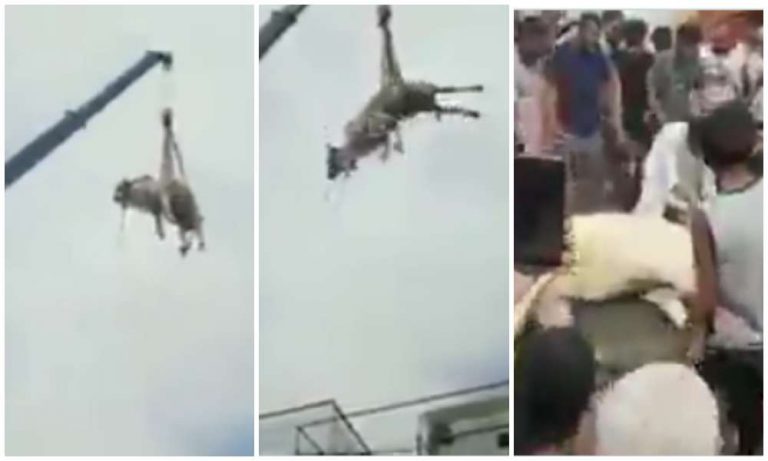 Watch: Cow for slaughter lifted from rooftop through crane falls to death in Pakistan on Bakri Eid
