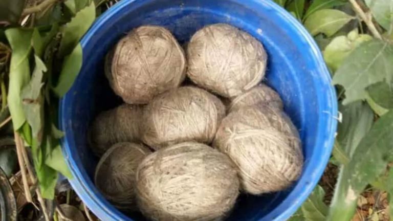 West Bengal: TMC worker Humayun Kabir dies in an explosion while making crude bombs