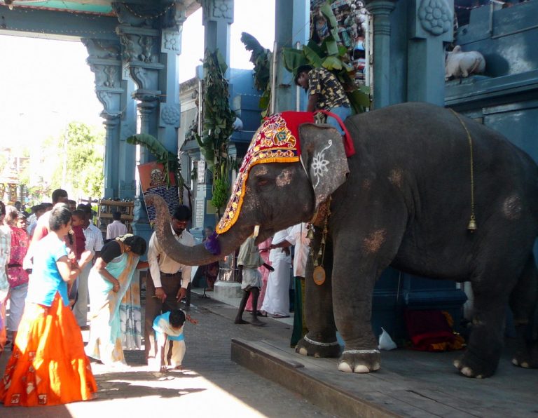 PETA files petition in Madras HC to take away Lakshmi the Elephant from her home at Manakula Vinayagar Temple in Puducherry again