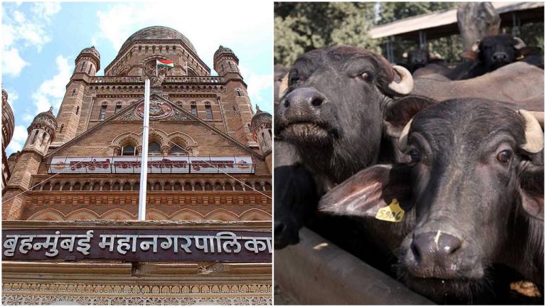 BMC allows sacrifice of 150 buffaloes per day for Eid, Muslim organisation fumes, to move HC for permission to slaughter 5,000 buffaloes
