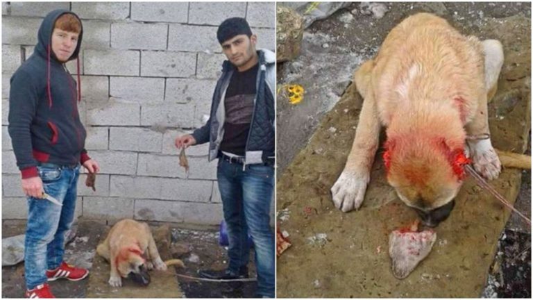Fact check: Did two Muslim men in Turkey cut off a dog’s ears and posted pics on Facebook? Read details