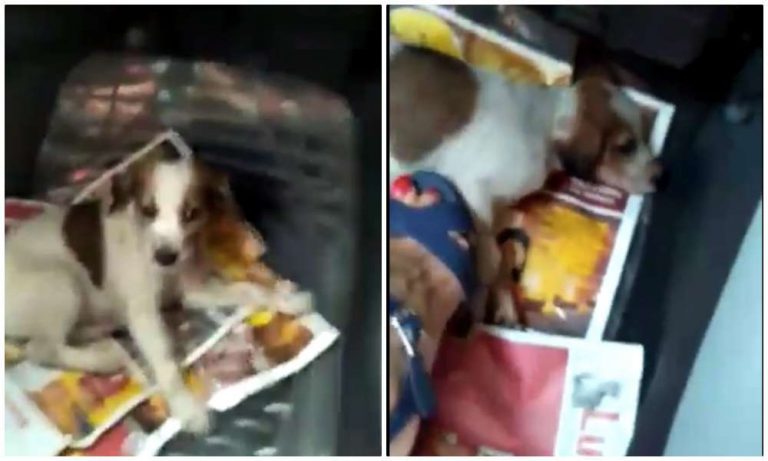 Horrifying visuals of a woman crushing and killing a puppy under her feet go viral, netizens demand action