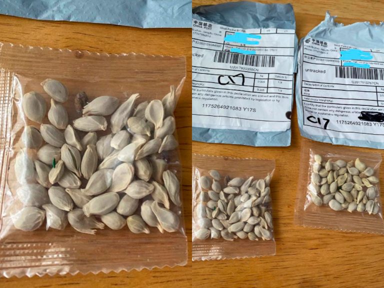United States warns against planting mysterious seeds received in unsolicited packages originating in China
