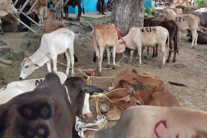 CBI conducts multiple raids to stop illegal cattle trade along the India-Bangladesh border