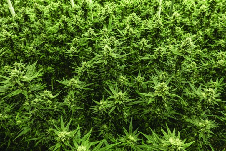 Cannabis: What is it, why is it banned in India and how Rajiv Gandhi played a role in its ban