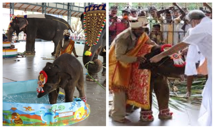 Dharmasthala baby elephant ‘Shivani’ playing with water on her naming ceremony wins the Internet: Watch video
