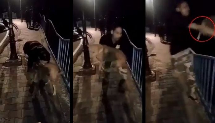 Madhya Pradesh: Police arrest one Salman Khan for throwing stray dog off a bridge