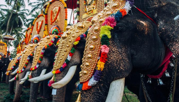 MP Elephant Adoption Scheme