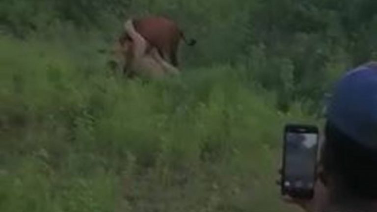 Gujarat: Cow offered as bait to a lion for filming illegal show in Gir, five detained after video goes viral, main accused Mayuddin Kadri absconding