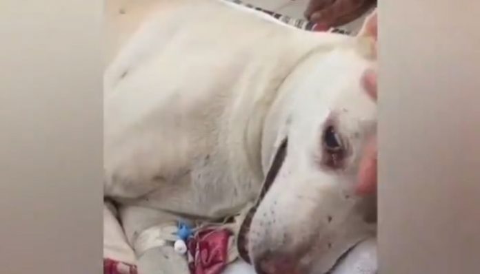 Two dogs brutally raped, in two seperate incidents in Maharashtra