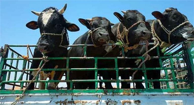Why cow vigilantes exist: Police laughs as Rajasthan man seeks help when cow gets forcibly taken away by smugglers