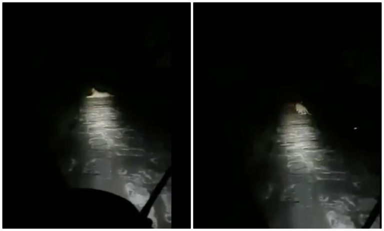 Watch: Gir forest employee’s endearing talk to a lion requesting him to let him pass