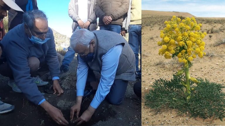 Heeng (Asafoetida) cultivation started for the first time in India with trial plantation in Himachal Pradesh