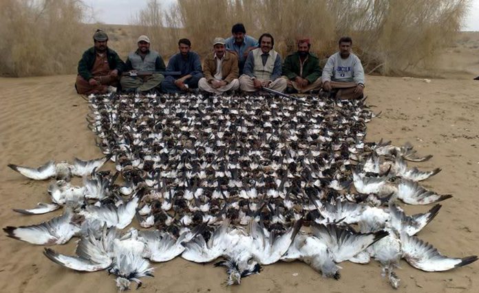Arab elites hunt down Pakistani bustards for the sake of sport and its aphrodisiac qualities