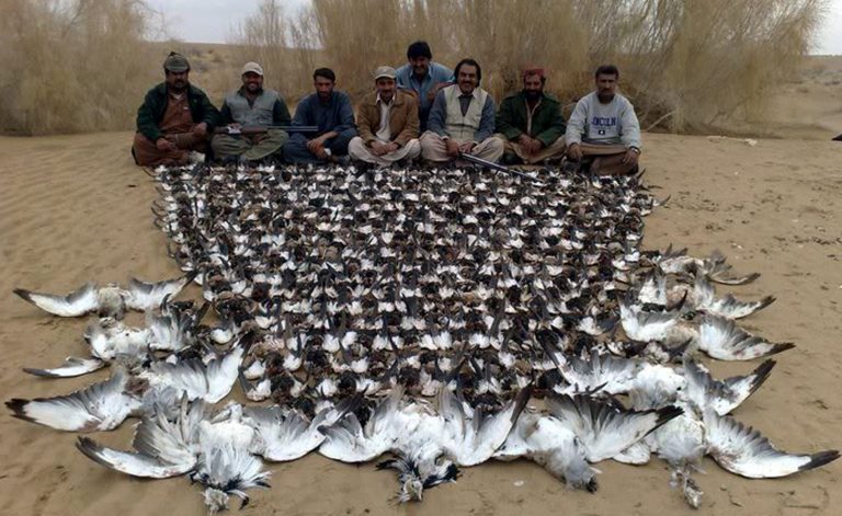 Arabs like to hunt Bustards of Pakistan because it is a sport and its meat is regarded as an aphrodisiac: Read details