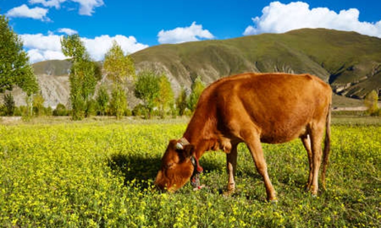 Jharkhand: Police officer thrashes farmer to death after the farmer’s cow ate vegetables planted in the farm of the cop