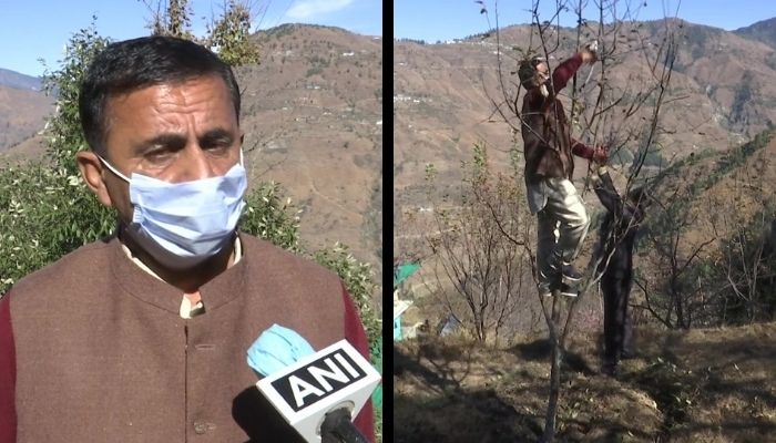 Private procurements from Adani group helped eliminate middlemen and generate more income, reveals apple farmers from Himachal Pradesh