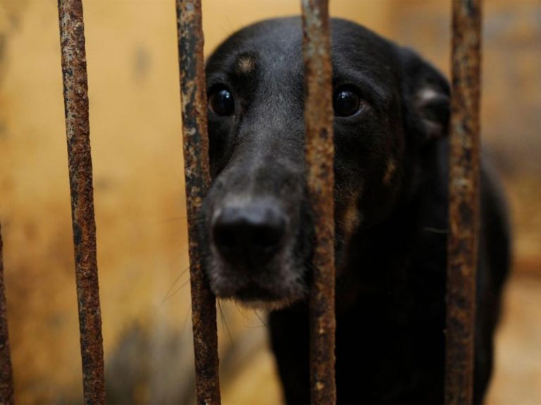 Viral video: Noida man brutally beats 5-month old pet dog with a belt, FIR registered