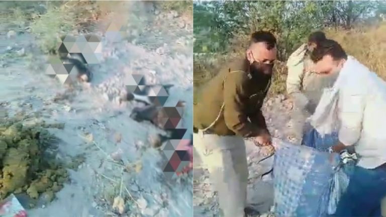 Delhi: Severed heads of cows found lying on the road in Ghazipur, locals allege crime committed with impunity with the help of the local authorities