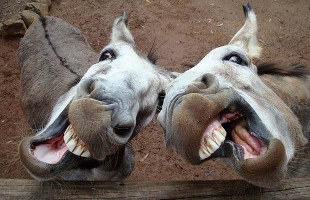 Chitrakoot donkey fair