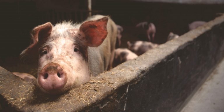 “Pig head in mosque in France?” Controversial Turkey Muslim group cries ‘Islamophobia’ over unconfirmed reports in Turkish media