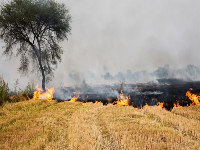 Stubble burning continues non-stop in Punjab, 240% rise in cases this year