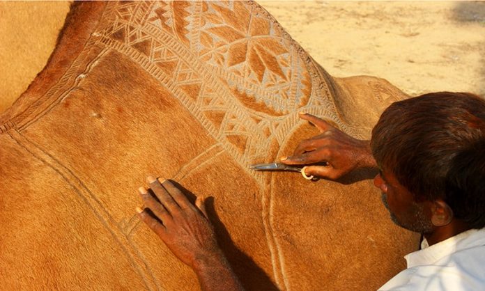 Camel hair art at Bikaner Camel Festival