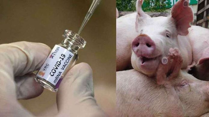 Maulana Barkati of Kolkata says Muslims don't need corona vaccine