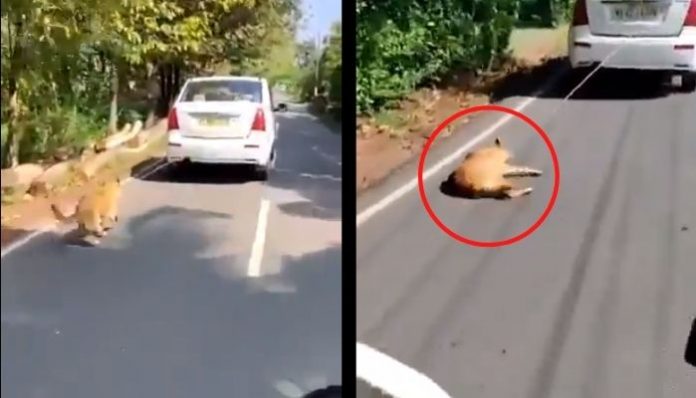 Kerala: Yusuf, who tied a dog to car and dragged for miles, arrested