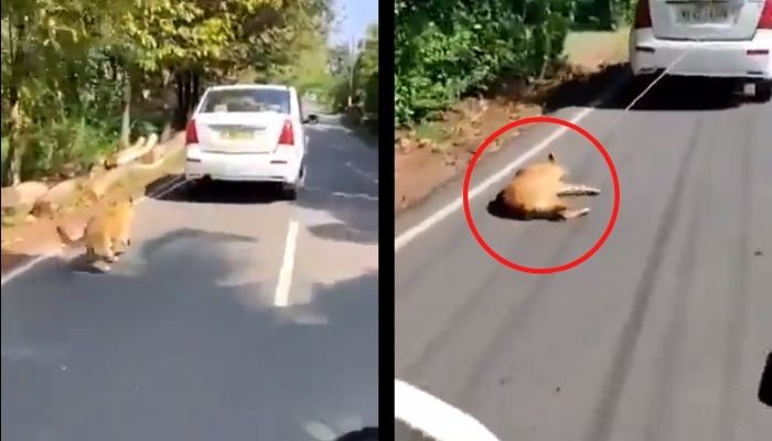 Kerala: Irked by dog ‘creating trouble’ in his area, one Yusuf ties dog to car and drags her along, arrested for cruelty