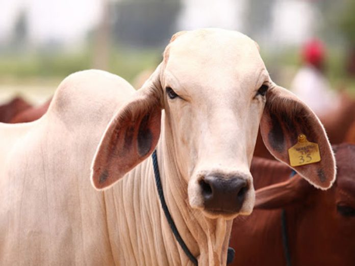Cow Slaughter Banned in Karnataka