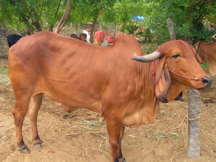 Delhi: Rotting remains of slaughtered cows found in drain in West Delhi, case registered against unknown persons