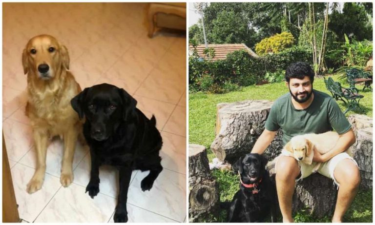 ‘Friend’s dogs up for adoption as his bride doesn’t like dogs’ viral tweet on Twitter has bizarre twists